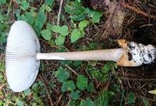 Zweifarbiger Scheidenstreifling, Foto 8