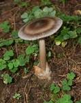 Zweifarbiger Scheidenstreifling, Foto 10