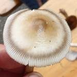 Zweifarbiger Scheidenstreifling, Foto 11