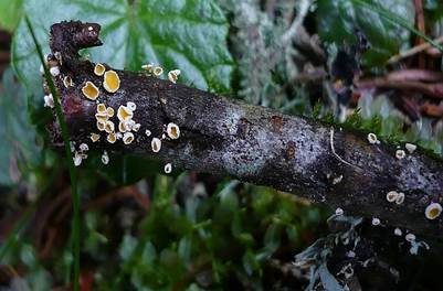 Zweifarbiges Haarbecherchen, Foto 3