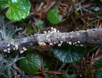 Zweifarbiges Haarbecherchen, Foto 4
