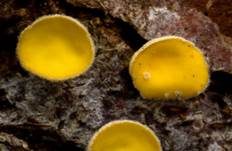 Zweifarbiges Haarbecherchen, Foto 7
