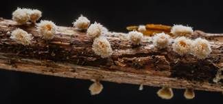 Zweifarbiges Haarbecherchen, Foto 8