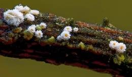 Zweifarbiges Haarbecherchen, Foto 9