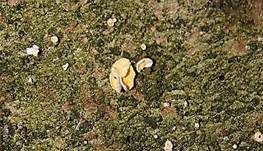 Zweifarbiges Haarbecherchen, Foto 10