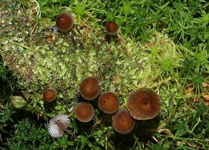 Zweisporiger Nitrathelmling, Foto 4