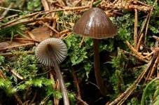 Zweisporiger Nitrathelmling, Foto 10