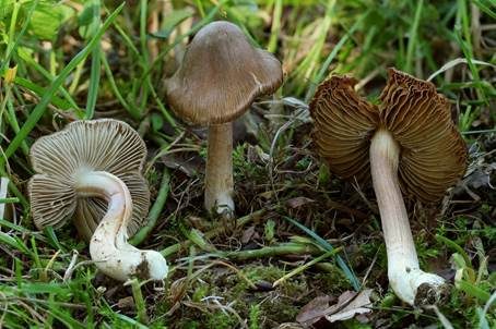 Zweisporiger Rillstieliger Risspilz, Foto 2
