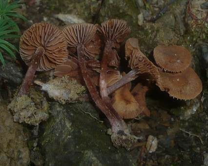 Zweisporiger Sumpfschnitzling, Foto 3