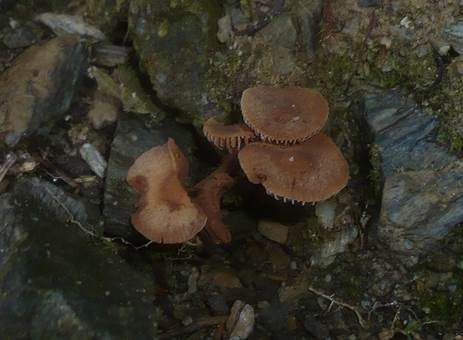 Zweisporiger Sumpfschnitzling, Foto 5