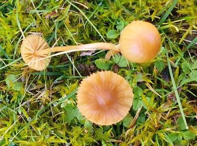 Zweisporiger Winterhäubling, Foto 2