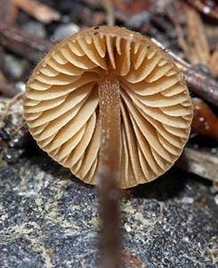 Zweisporiges Samthäubchen, Foto 2