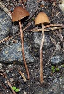 Zweisporiges Samthäubchen, Foto 3