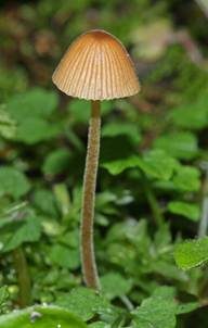 Zweisporiges Samthäubchen, Foto 4