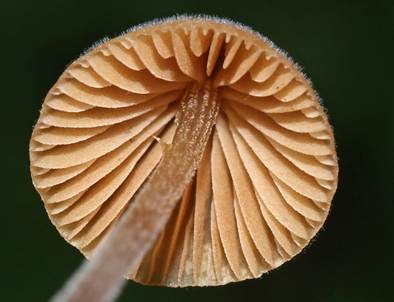 Zweisporiges Samthäubchen, Foto 5