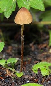 Zweisporiges Samthäubchen, Foto 6