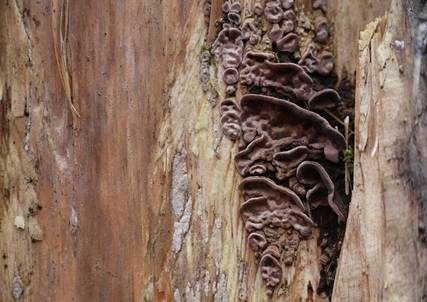Braunfilziger Schichtpilz, Foto 2