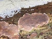 Braunfilziger Schichtpilz, Foto 17