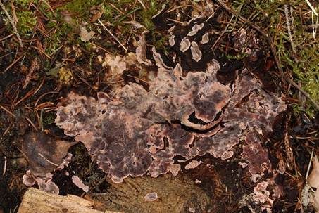 Braunfilziger Schichtpilz, Foto 4