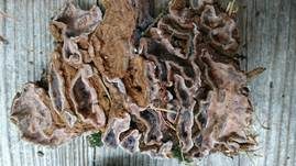 Braunfilziger Schichtpilz, Foto 6