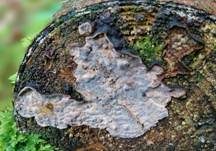 Braunfilziger Schichtpilz, Foto 7