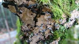 Braunfilziger Schichtpilz, Foto 8