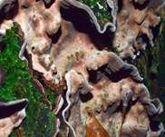 Braunfilziger Schichtpilz, Foto 9