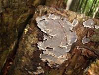 Braunfilziger Schichtpilz, Foto 10