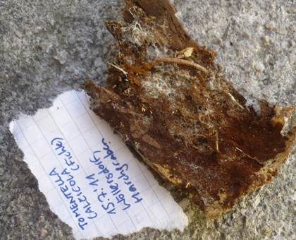 Braunflaumiges Filzgewebe, Foto 3