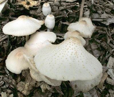 Zwiebelfüßiger Faltenschirmling, Foto 2