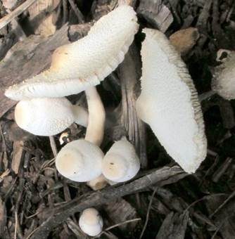 Zwiebelfüßiger Faltenschirmling, Foto 3
