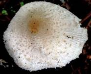 Zwiebelfüßiger Faltenschirmling, Foto 14