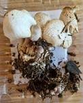 Zwiebelfüßiger Faltenschirmling, Foto 15