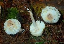 Zwiebelfüßiger Faltenschirmling, Foto 7