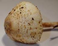 Zwiebelfüßiger Faltenschirmling, Foto 9