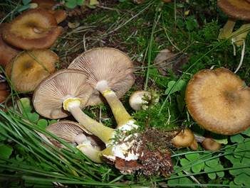 Zwiebelfüßiger Hallimasch, Foto 4