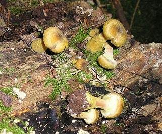 Zwiebelfüßiger Hallimasch, Foto 5
