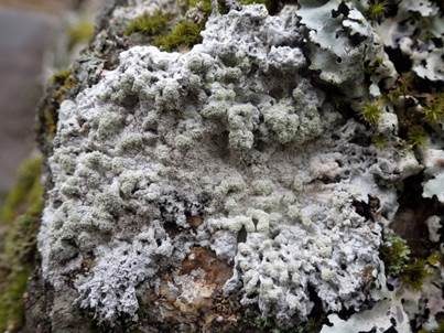 Zwittrige Bleikrustenflechte, Foto 3