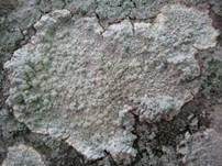 Zwittrige Bleikrustenflechte, Foto 5
