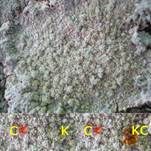 Zwittrige Bleikrustenflechte, Foto 7