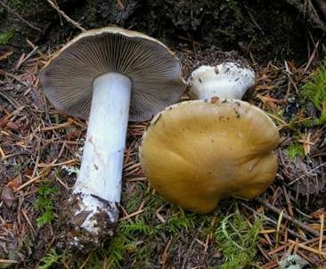 Zyanblättriger Klumpfuß, Foto 2