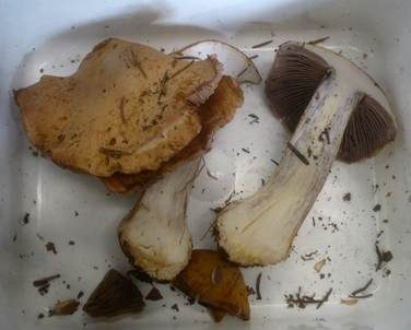 Zyanblättriger Klumpfuß, Foto 4