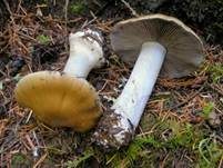 Zyanblättriger Klumpfuß, Foto 6