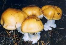 Zyanblättriger Klumpfuß, Foto 7
