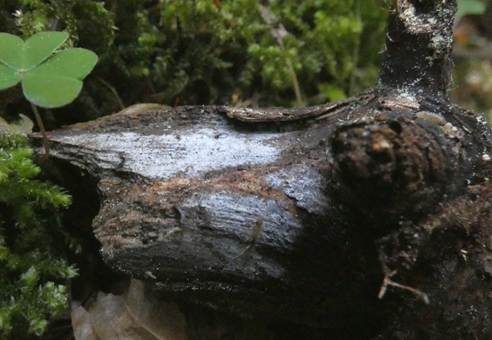 Zylindersporiger Doppelzellenrindenpilz, Foto 2