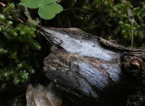 Zylindersporiger Doppelzellenrindenpilz, Foto 3