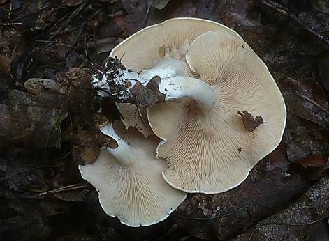 Zystidenräsling, Foto 3