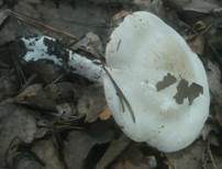 Zystidenräsling, Foto 7
