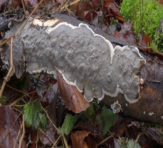 Angebrannter Rauchporling, Foto 2