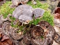 Angebrannter Rauchporling, Foto 12